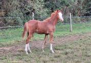 Foal femelle CSO