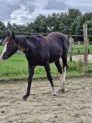 Paint horse