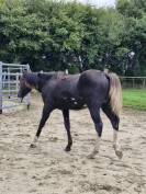 Paint horse