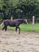Paint horse