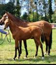 Poulain sf 