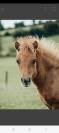 Puledro Shetland In vendita 2025 Sauro ,  waston stjernens