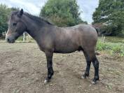 Poney dartmoor hongre