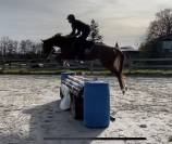 Selle français 4 ans. 