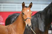 Foal conte Bellini 