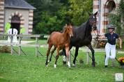 Foal conte Bellini 