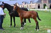 Foal conte Bellini 