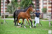 Foal conte Bellini 