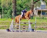 Caballo castrado Silla Francés En venta 2015 Alazán por KLOTAIRE DU MOULIN