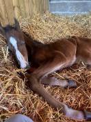 Foal j’accuse bois margot