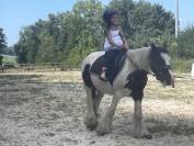 Poney