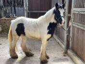 Poney