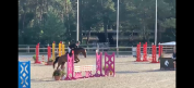 Jument pour concours CSO gagnante