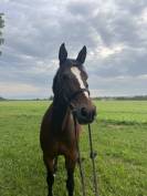 Jument cherche cavalière pour balade 