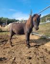 Cheval miniature PP