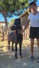 Cheval miniature PP