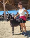 Cheval miniature PP