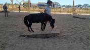 Cheval miniature PP