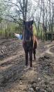 Cheval miniature PP