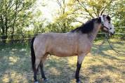 Poney D maître d’école 