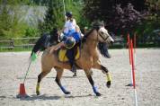 Poney D maître d’école 