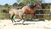 Superbe foal isabelle pour sport
