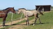 Superbe foal isabelle pour sport