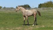 Superbe foal isabelle pour sport