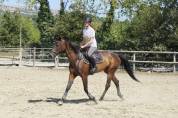 Hongre trotteur 6 ans