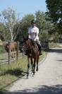 Hongre trotteur 6 ans