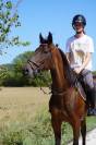 Hongre trotteur 6 ans