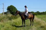 Hongre trotteur 6 ans
