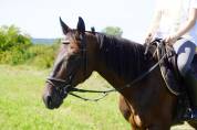 Hongre trotteur 6 ans