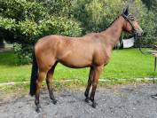 Jeune cheval 