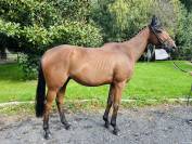 Jeune cheval 