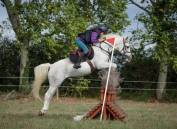À vendre top poney D 15 ans