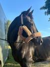 KWPN à vendre