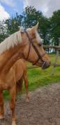 Entier palomino ONC