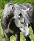 Cheval barbe