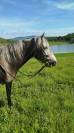 Cheval barbe