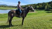 Cheval barbe