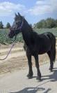 À vendre – Frison, Hector