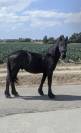 À vendre – Frison, Hector