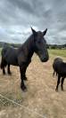À vendre – Frison, Hector