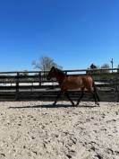 Superbe Cheval Pure Race Espagnol pleins papiers