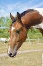 Poulain Frison x Paint Horse