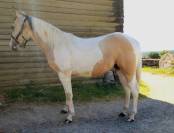 Paint Horse PP 