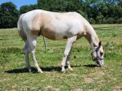 Paint Horse PP 