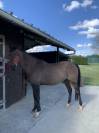 Hongre 11 ans polyvalent