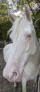 Poney Connemara D